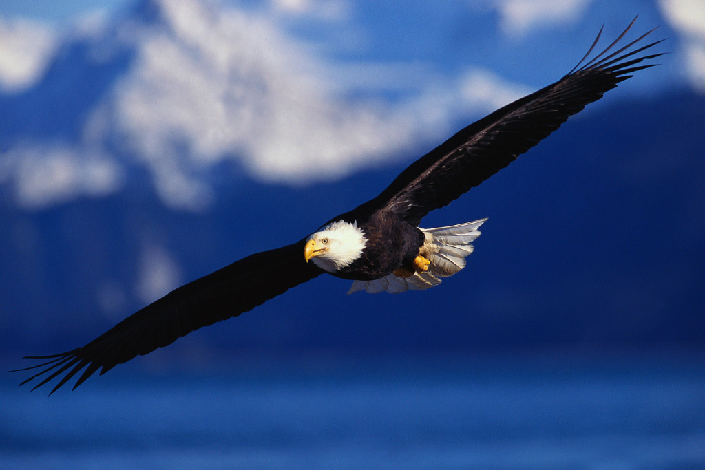 Bald Eagle Soaring