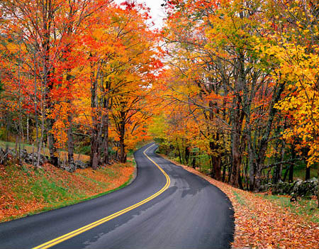 road_leaves_fall_seasons_change - Digital Marketing Consultant | Online ...